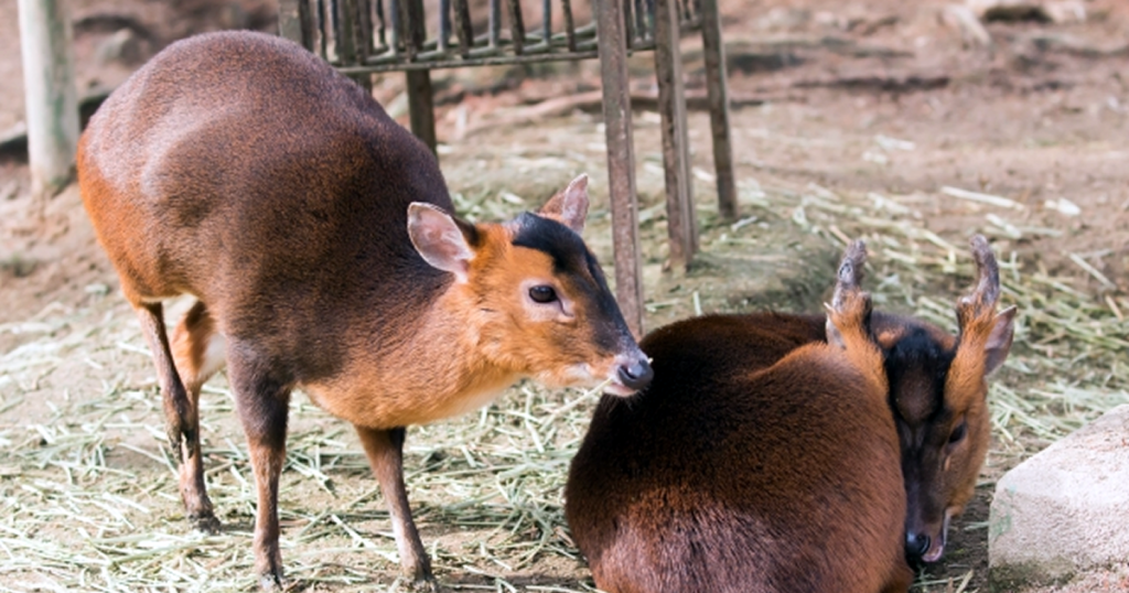 シカ科の特定外来生物「キョン」が千葉県内に大量発生 台湾では高級食材 | Nの広場