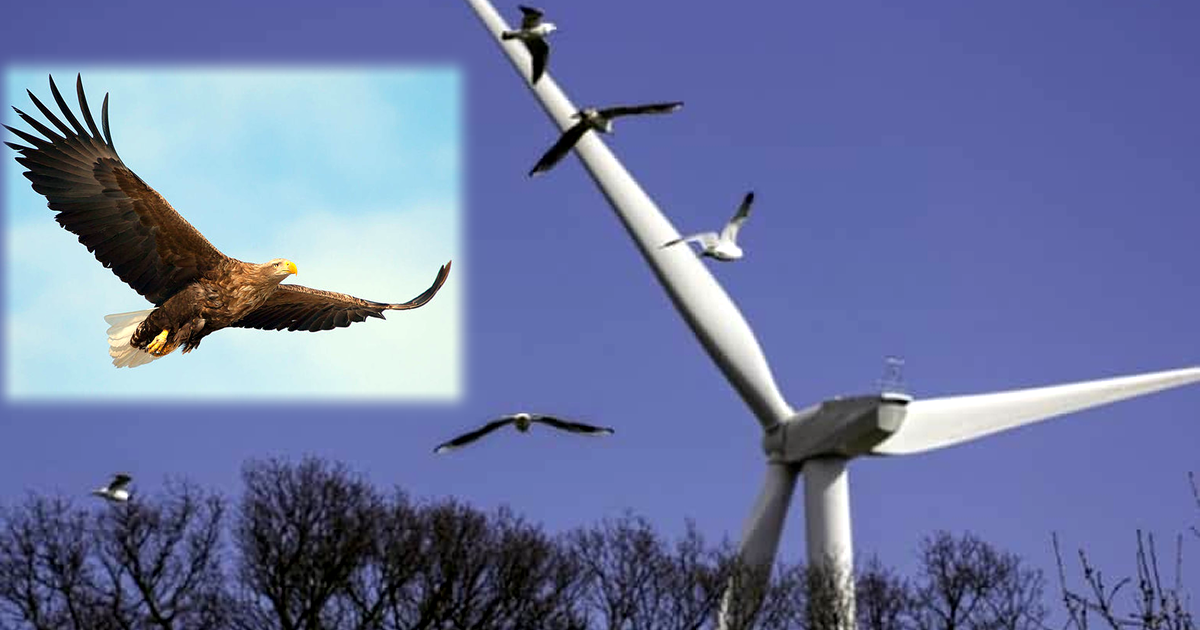貴重な大型猛禽類が風力発電施設に衝突