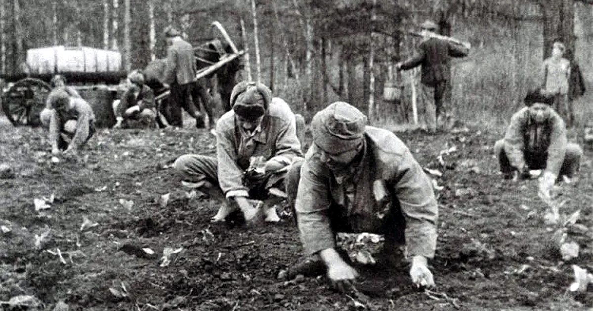 シベリアでキャベツの苗を植え付ける日本人捕虜