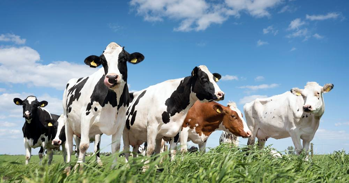 牛のゲップが温暖化の原因