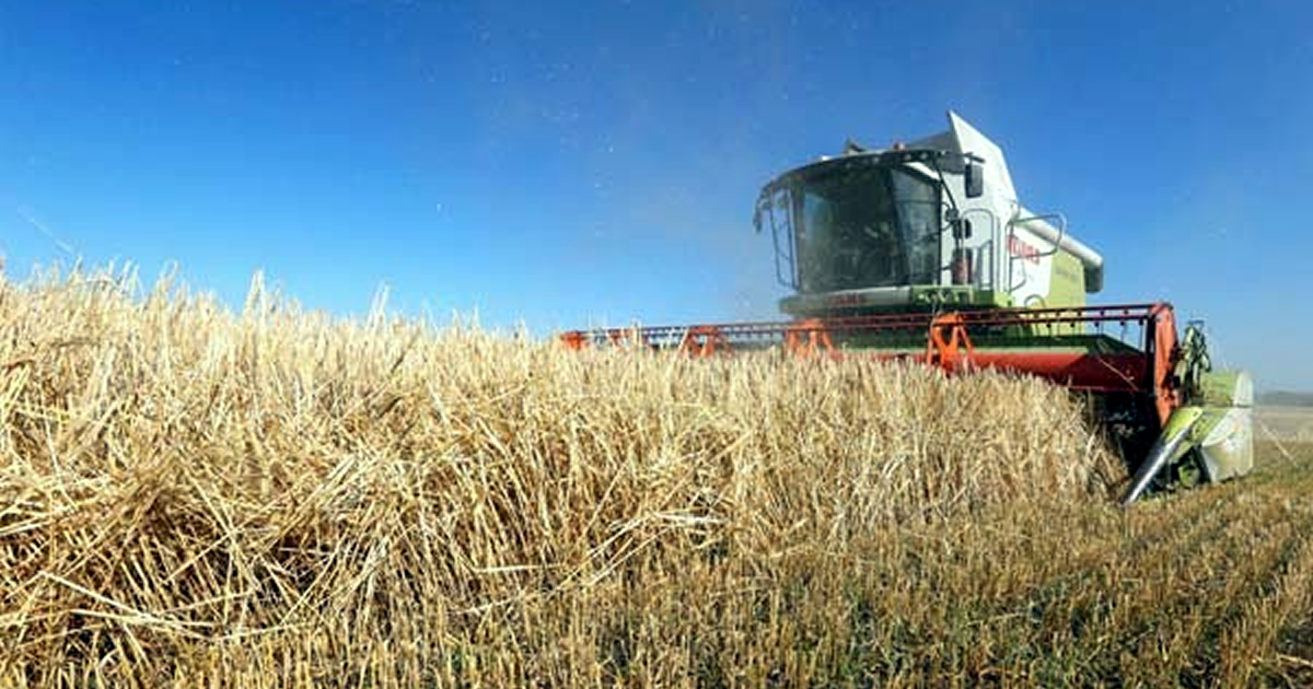 小麦の収穫が激減のウクライナ（写真＝2016年資料）