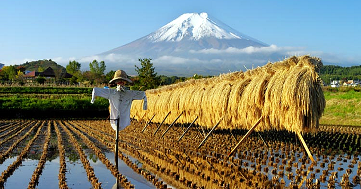 農地のグランドデザインを欠く日本の農業
