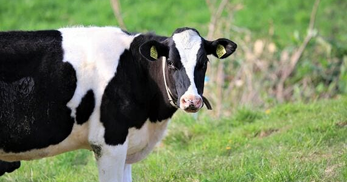 牛の「ゲップ」は地球温暖化につながるようです