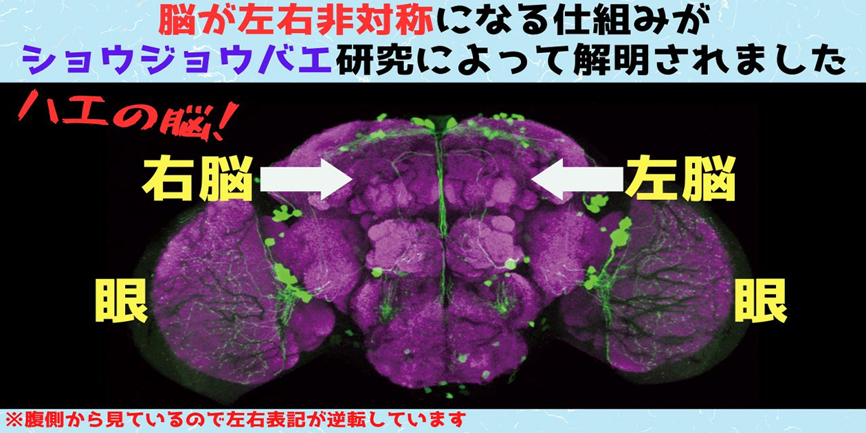 脳が左右非対称になる仕組みを大阪大学の研究が解明！